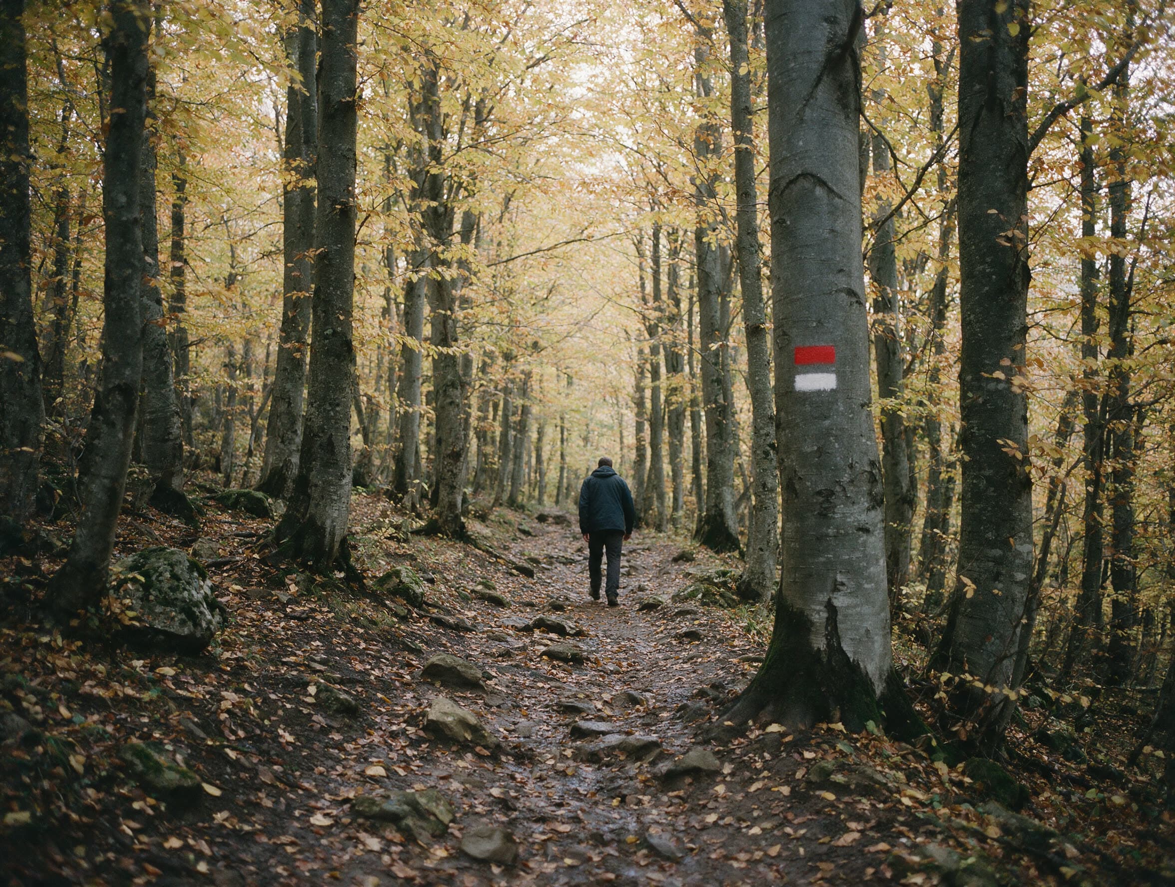 Wanderer von hinten auf einem Waldpfad im Nationalpark Dilidschan, rot-weiße Wegmarke am Buchenstamm