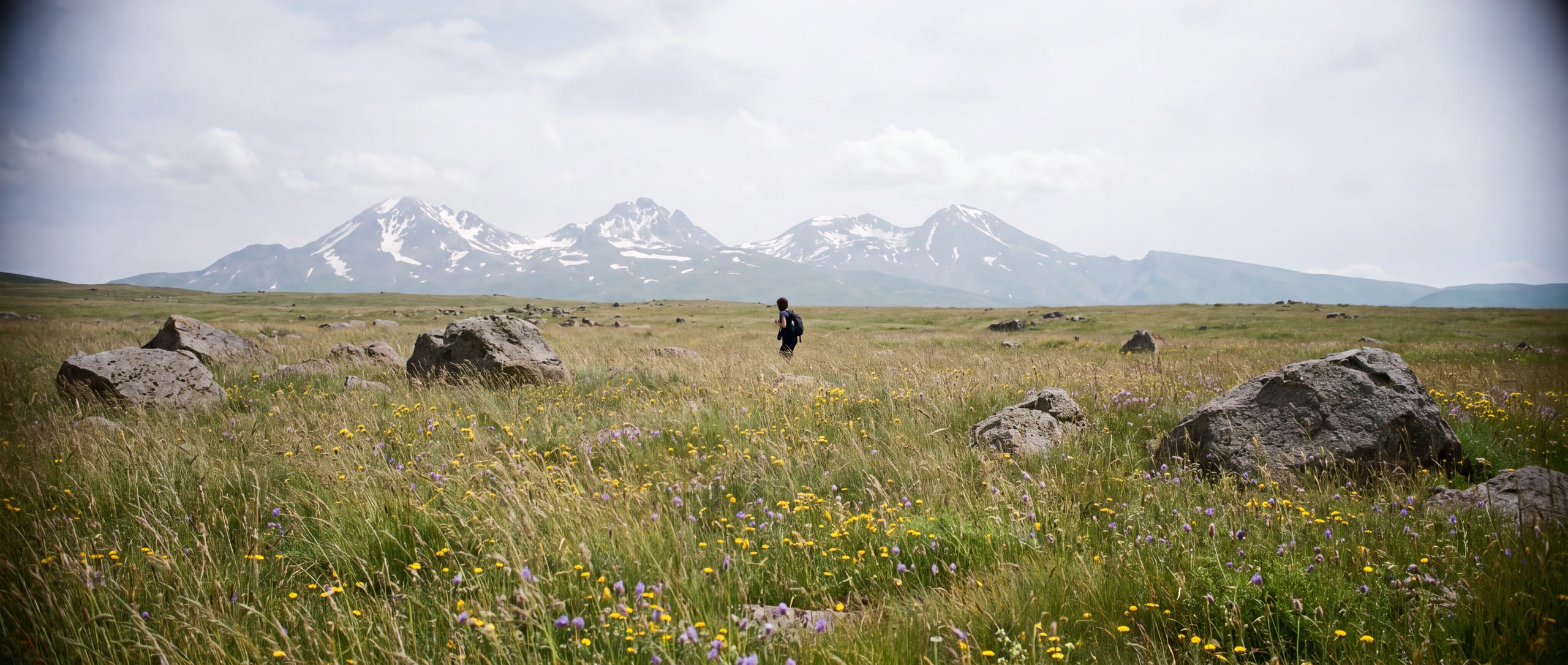 Kräuterreiche Bergwiese am Aragaz mit Wildblumen und Basaltblöcken