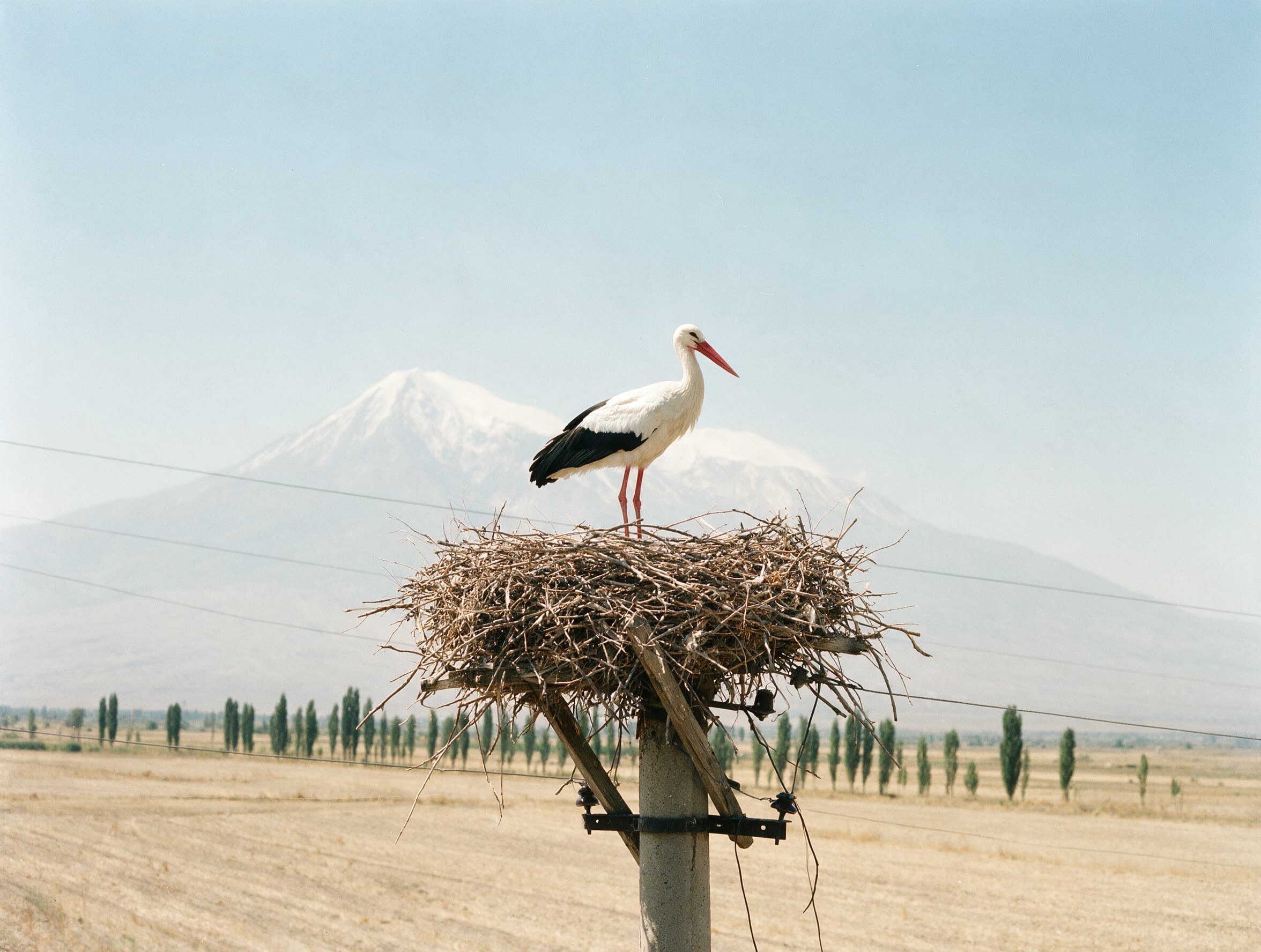 Weißstorch auf einem Nest auf einem Betonmast in der Ararat-Ebene, der Ararat dahinter