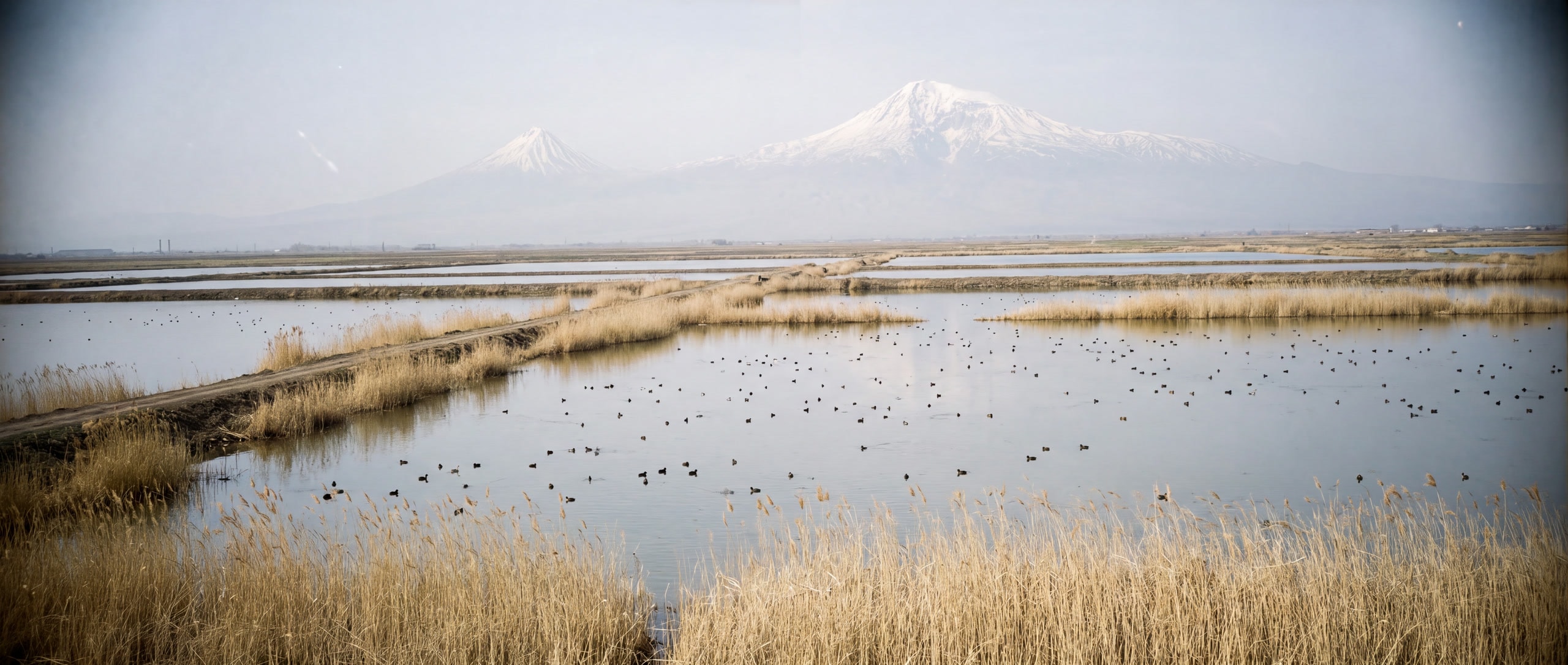 Schilfgürtel und Fischteiche von Armasch in der Ararat-Ebene, der Ararat am Horizont