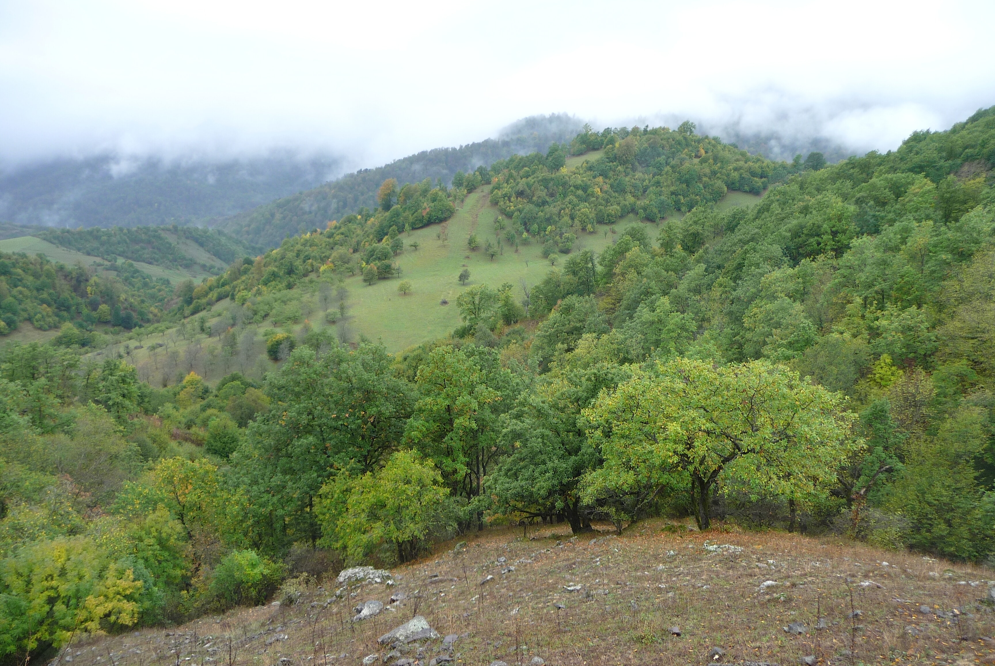 Aerial drone view over Dilijan National Park forest