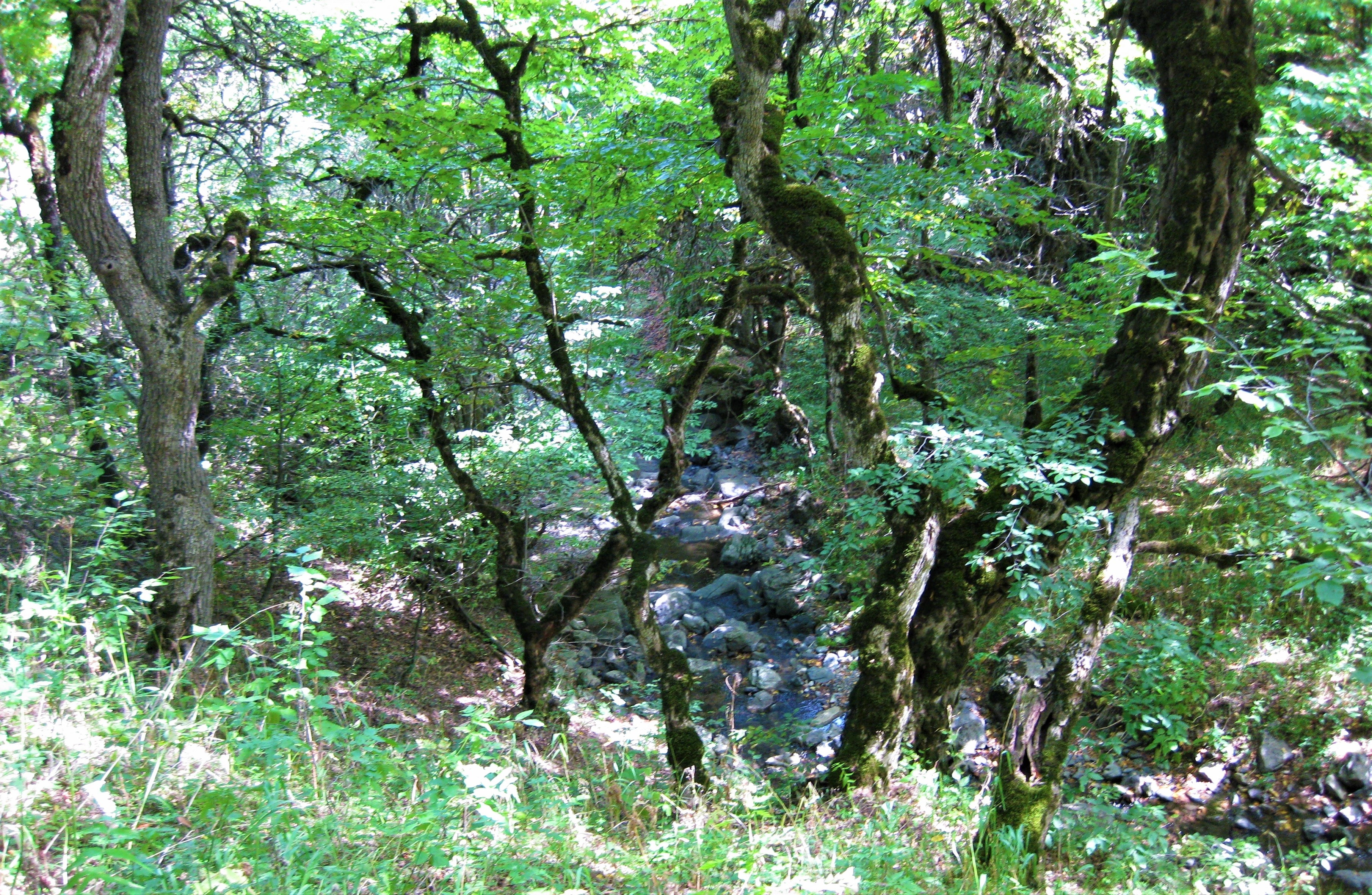Old-growth forest in Shikahogh State Reserve, Syunik